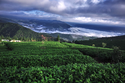 &ldquo;茶馬史詩&rdquo;:起錨的普洱市茶業(yè)億元航母編隊-名家專欄-李國標(biāo)-云南普洱茶信息綜合門戶網(wǎng)-普洱中國