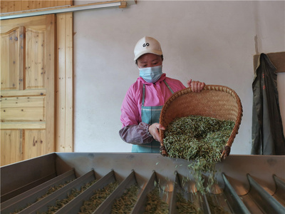 坪貫春茶搶手 茶農茶企采收忙