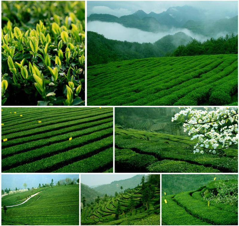 【湖北特產(chǎn)】2013年新茶采花毛尖品韻梅款(貢芽特級(jí))192g