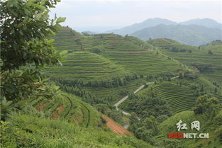 原來(lái)是這個(gè)園區(qū) 霸占 了湖南人的舌尖