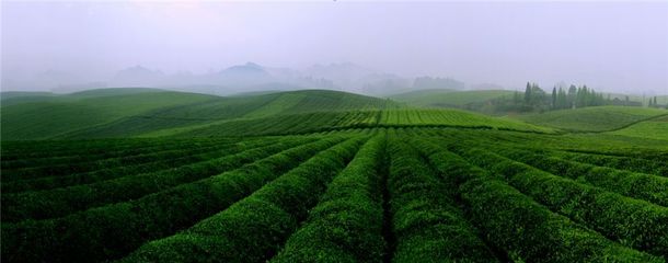 一片茶葉筑夢小康--湄潭縣榮獲2018中國茶業(yè)品牌影響力全國十強縣(市)