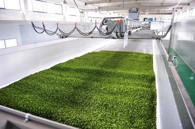 蕭氏茶業(yè)榮登中國農(nóng)企500強榜單，彰顯茶業(yè)發(fā)展新高度